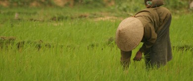 Programma in Vietnam rond voorlichting in de landbouw bundelt verhalen en voorbeelden van boeren en voorlichters